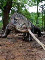 Majestic Komodo Island Tours