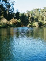 Golden Gate Park