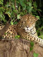 Manu National Park