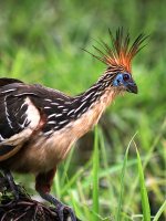 Manu National Park