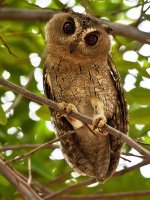 Stunning Keoladeo National Park Holidays