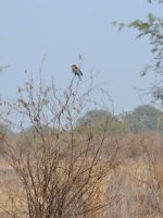 Magnificent Keoladeo National Park Holidays