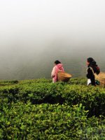 Amazing Darjeeling Highland Holidays