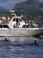 Stubbs Island Whale Watching