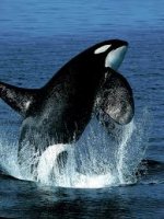 Stubbs Island Whale Watching