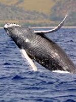 Humpback whale national marine sanctuary