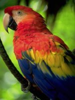 Corcovado National Park