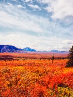 Denali National Park
