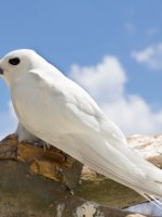 Bird Island Holidays