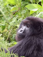 Mountain Gorilla Holidays