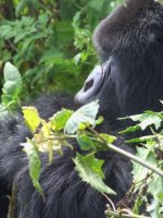 Mountain Gorilla Holidays