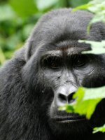Mountain Gorilla Holidays