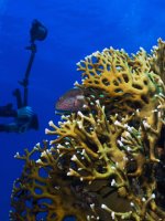 Great Barrier Reef Holidays