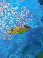 Great Barrier Reef Holidays