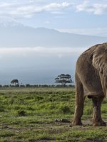 Mount Kilimanjaro Tours