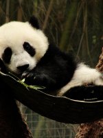 San Diego Zoo