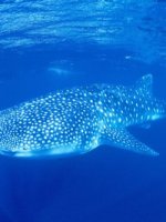 Beautiful Ningaloo Reef