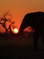 Amazing Chobe National Park Holidays