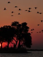 Magnificent Chobe National Park Safari