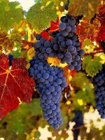 California Wine Country