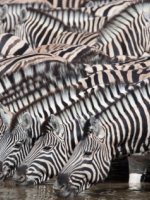 Amazing Etosha National Park Holidays