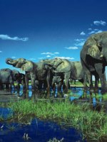 Stunning Etosha National Park Holidays