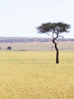 Masai Mara