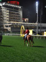 Amazing Happy Valley Racecourse Holidays