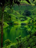 Nuwara Eliya Holidays
