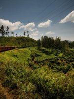 Nuwara Eliya Holidays