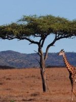 Mara Safari