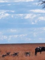 Mara Safari