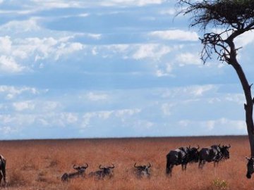 Mara Safari