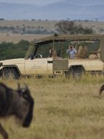 Mara Safari