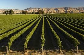 Wine yard