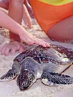 Trinidad & Tobago - Wildlife