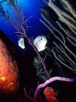 Trinidad & Tobago - Diving