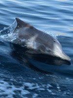 Oman - wildlife