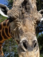 Kenya - Safari