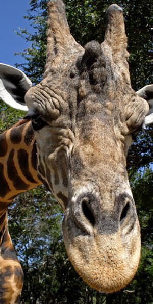 Kenya - Safari
