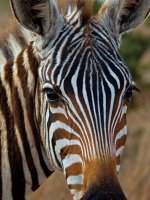 Kenya - Safari Holidays