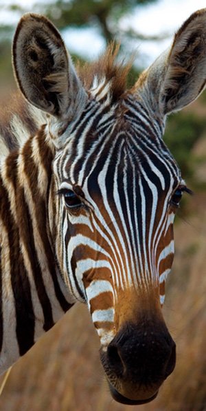 Kenya - Safari Holidays