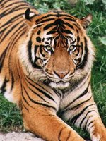 India Tiger