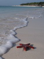 Zanzibar - beaches
