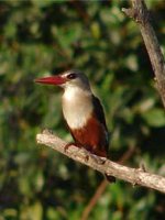 Gambia - wildlife