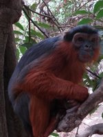 Gambia - nature