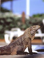 Cayman Islands - wildlife
