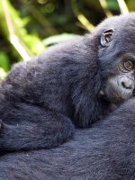 Stunning Uganda Holidays