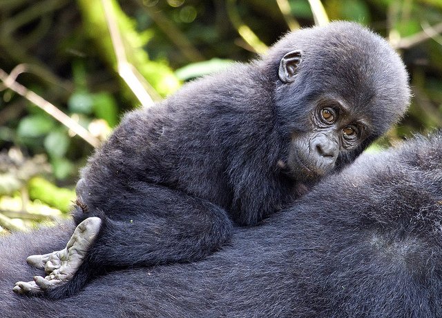Stunning Uganda Holidays