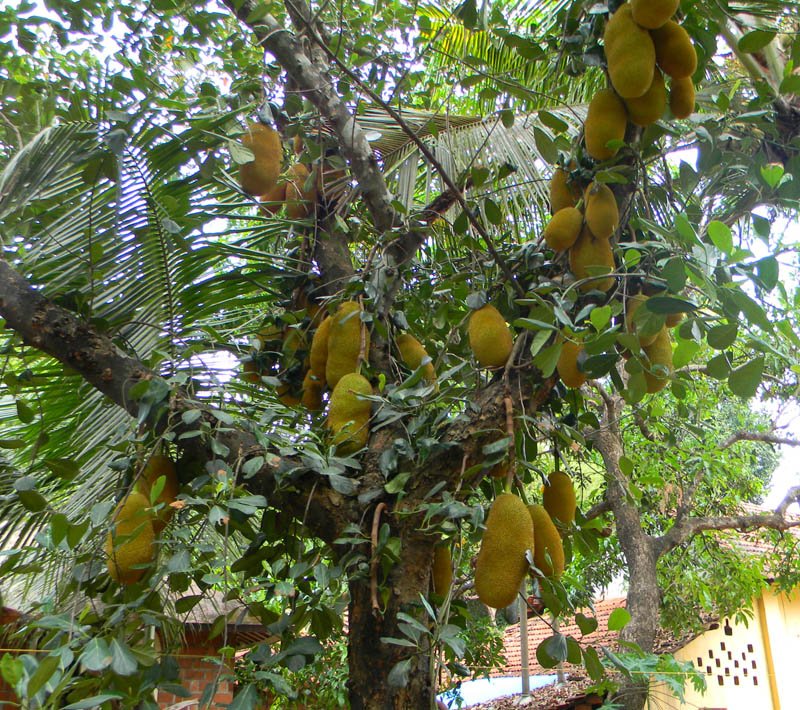 Kerala Holidays